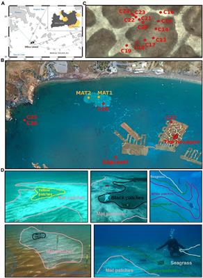 Structure and metabolic potential of the prokaryotic communities from the hydrothermal system of Paleochori Bay, Milos, Greece